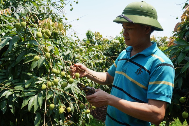 Sẵn sàng đưa vải thiều tươi sang Nhật  - Ảnh 1.