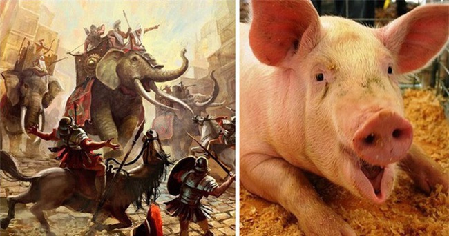 Giải mã vũ khí siêu lạ của quân La Mã cổ đại: "Lợn diệt voi" - Ảnh 2.