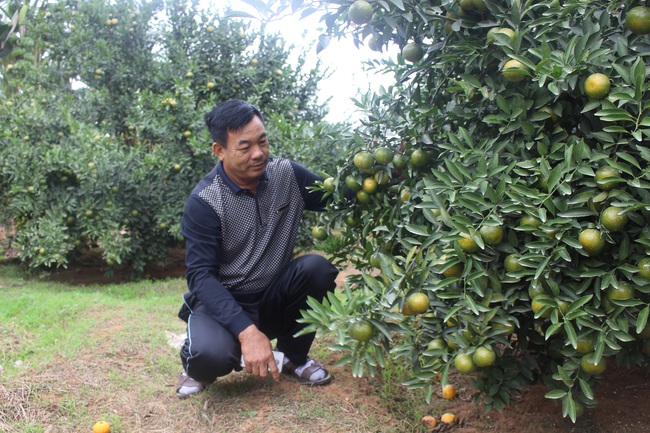 Quảng Ninh: Ứng dụng tiến bộ KHKT, nông dân trồng quýt sai lúc lỉu quả - Ảnh 1.