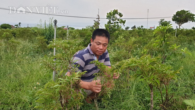 Nam Định: Đinh lăng giá rẻ như cho, bán đi chỉ đủ tiền thuê người làm cỏ - Ảnh 1.