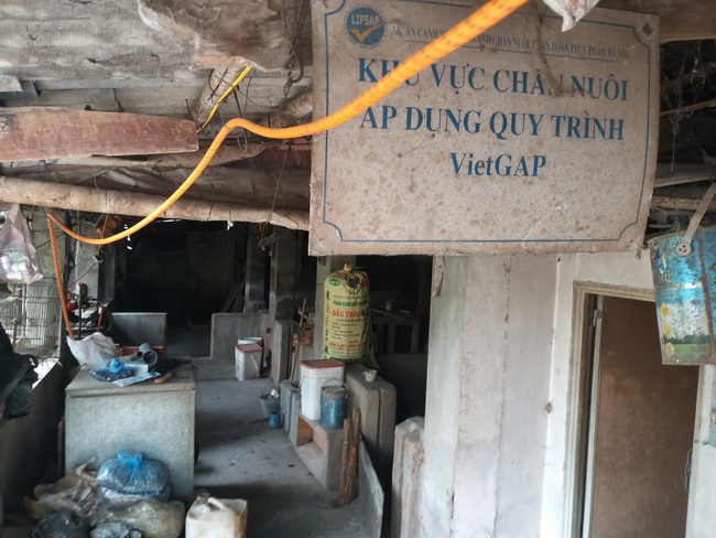  &quot;Thủ phủ&quot; nuôi lợn VietGAP Hà Nội tan hoang sau&quot;bão&quot; dịch - Ảnh 2.