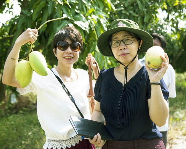 Trồng xoài chuẩn VietGAP, nhà nhà ăn nên làm ra  - Ảnh 3.