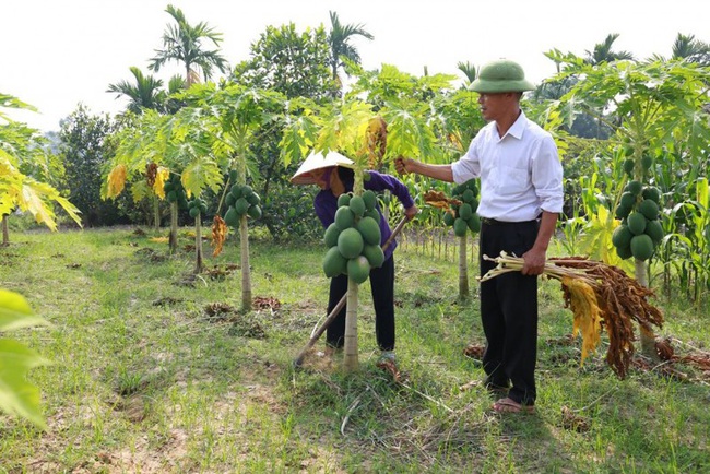 Sóc Sơn: Chuyển đổi 528ha đất trồng lúa, nhiều diện tích cho tiền tỷ - Ảnh 2.