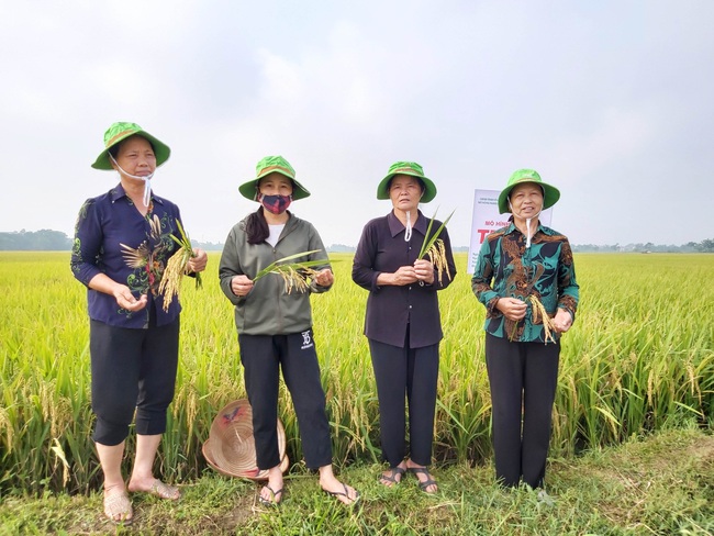 Sản xuất lúa hè thu ở các tỉnh phía Bắc:  Ưu tiên giống ngắn ngày để “chạy” lụt - Ảnh 1.