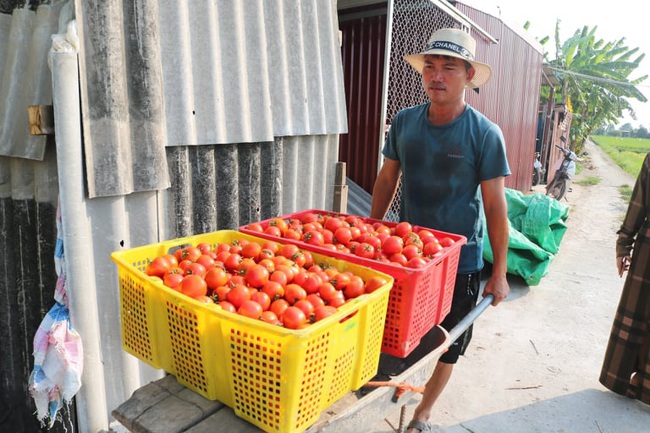 Hải Phòng:   Nông dân Hợp Đức bội thu cà chua và dưa lê - Ảnh 3.