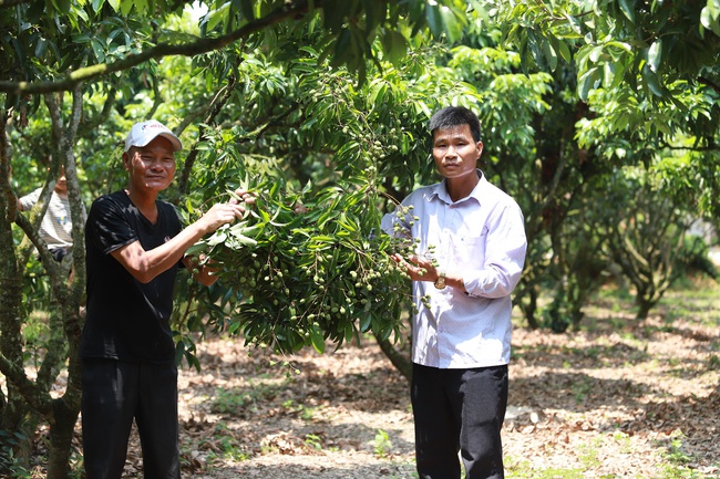 Hành trình nghìn tỷ của vải thiều Lục Ngạn: Chinh phục Nhật Bản - Ảnh 1.