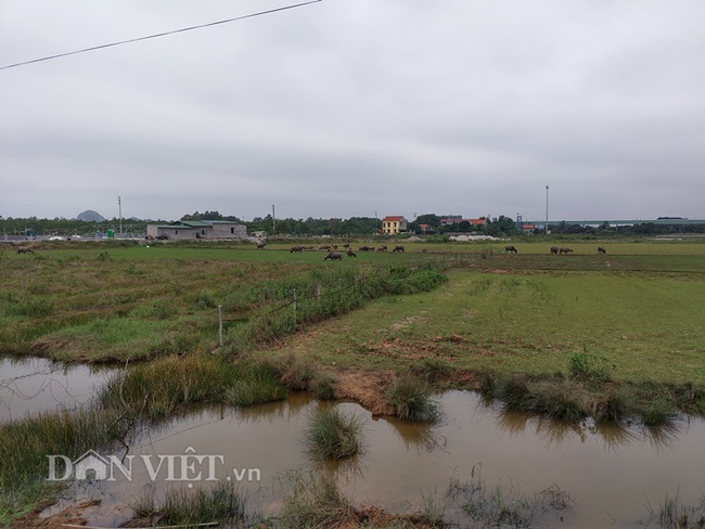 Quảng Ninh: Dân nghèo trồng lúa trên đất bỏ không, chính quyền phạt hàng trăm triệu - Ảnh 4.