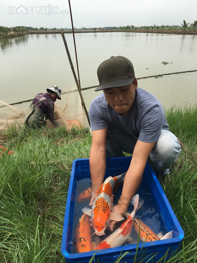 Hải Phòng: Nuôi loại cá đắt nhưng cắt ra miếng, sau 3 tháng có ngay 3 triệu/con. - Ảnh 1.