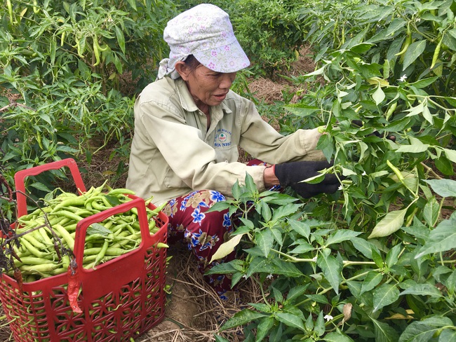 Đà Nẵng: Nắng nóng kéo dài, nông dân trồng rau gặp khó - Ảnh 3.