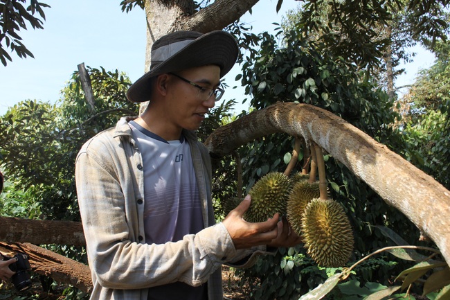 Làm thuận tự nhiên, khu vườn ở Đắk Lắk sống khỏe giữa mùa khô hạn - Ảnh 7.