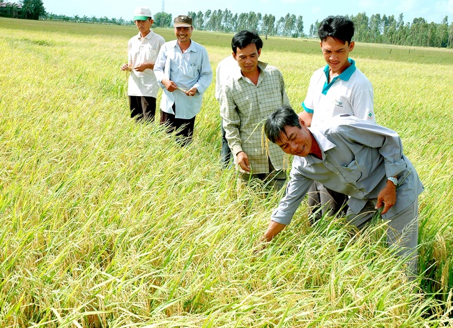 Quốc hội bàn miễn thuế sử dụng đất nông nghiệp:  Kích thích đầu tư vào nông nghiệp - Ảnh 1.