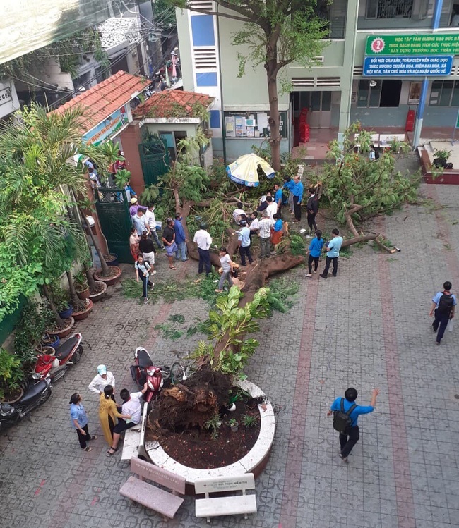 Cây phượng bật gốc trong sân trường: 14 học sinh thương vong đều học cùng một lớp - Ảnh 3.