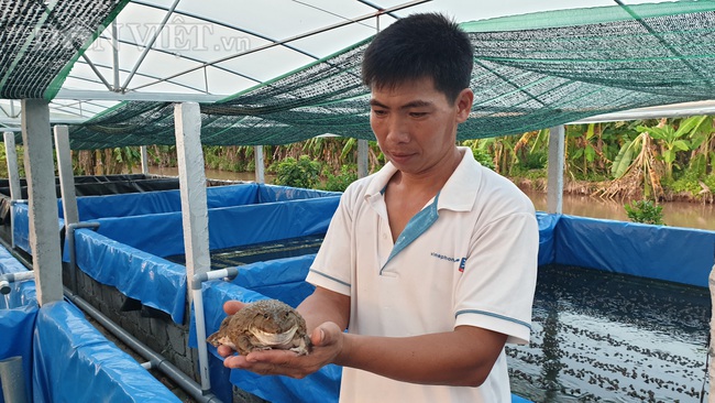 Lạ mà Hay: Làm nhà màng nuôi ếch giống, cứ nuôi là ăn chắc phần thắng - Ảnh 1.