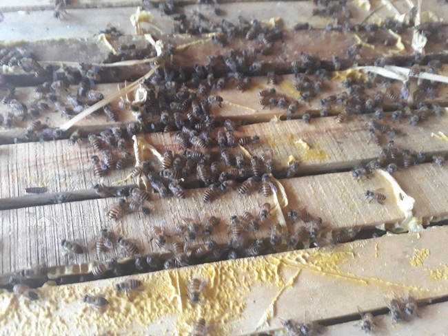 Bắt ong rừng về nuôi, không tốn công chăm sóc mà rủng rỉnh tiền tiêu - Ảnh 3.