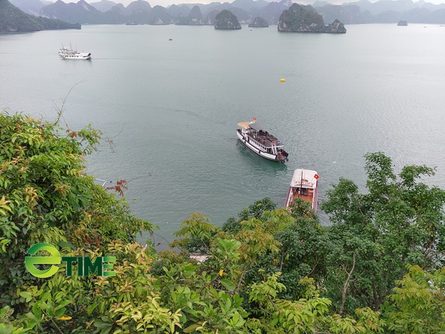 Quảng Ninh: Thành lập Khu rừng đặc dụng Vịnh Hạ Long - Ảnh 2. Quảng Ninh: Thành lập Khu rừng đặc dụng Vịnh Hạ Long - Ảnh 2.