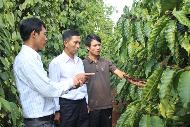 Nông dân Đắk Lắk chống hạn cho cây trồng bằng mô hình tiết kiệm nước &quot;3 trong 1&quot; - Ảnh 4.