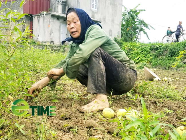 Lạng Sơn: Dân khóc ròng vì vụ dưa lê mất mùa - Ảnh 3.