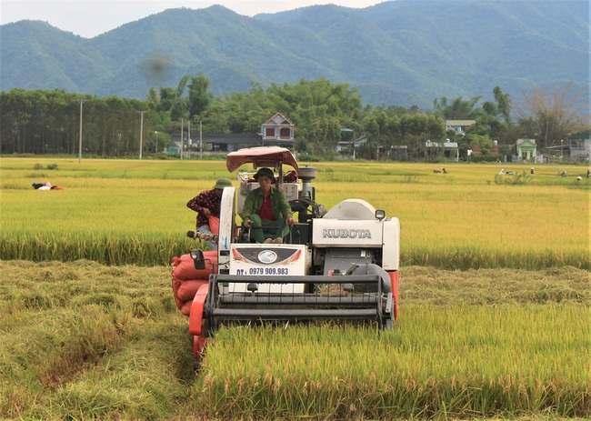 Điện Biên: Vụ đông xuân thắng lợi nhờ sự chủ động trong công tác phòng trừ dịch bệnh  - Ảnh 2.