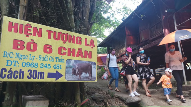 Chuyện lạ Thanh Hóa: Bò 6 chân, đuôi dài tới gần mặt đất - Ảnh 5.