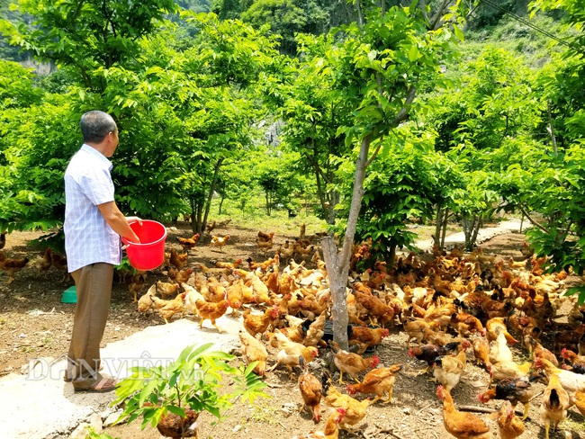 Lão nông bị nghĩ &quot;khùng&quot; vì nuôi ruồi lấy trứng chăn đàn gà nghìn con  - Ảnh 5.