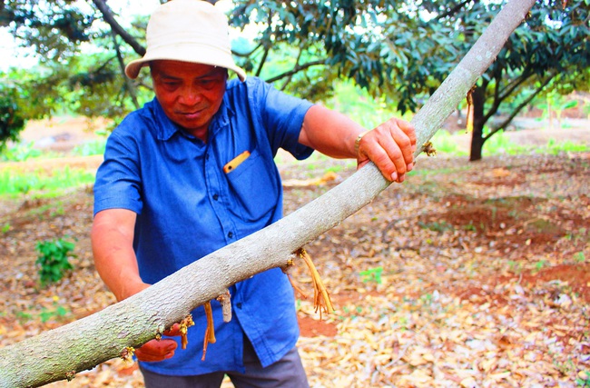 Nông dân &quot;sầu chung&quot; vì sầu riêng rụng trái hàng loạt - Ảnh 2.