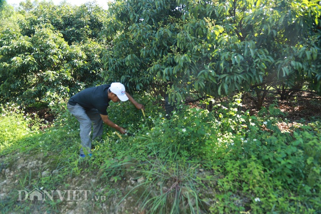 Ngắm những gốc vải trĩu trịt lần đầu xuất Nhật - Ảnh 4.