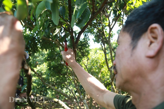 Ngắm những gốc vải trĩu trịt lần đầu xuất Nhật - Ảnh 8.