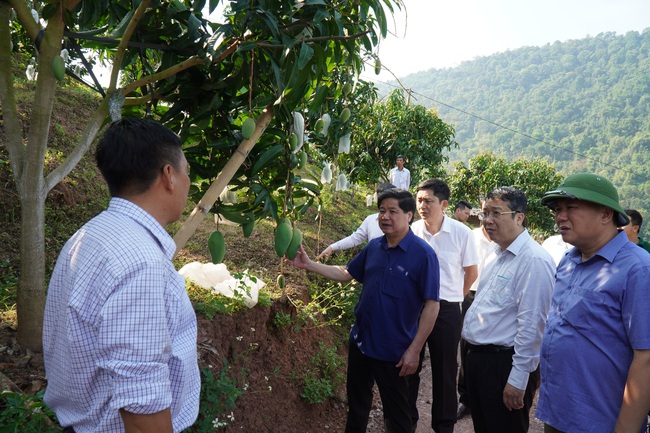 Vườn xoài trĩu quả vẫn đơm hoa, đàn ong mật rừng tìm về làm tổ dày đặc - Ảnh 1.