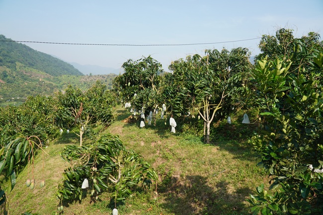 Vườn xoài trĩu quả vẫn đơm hoa, đàn ong mật rừng tìm về làm tổ dày đặc - Ảnh 3.