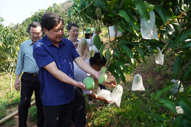 Trái cây Sơn La tìm đường vào siêu thị, xuất ngoại - Ảnh 2.