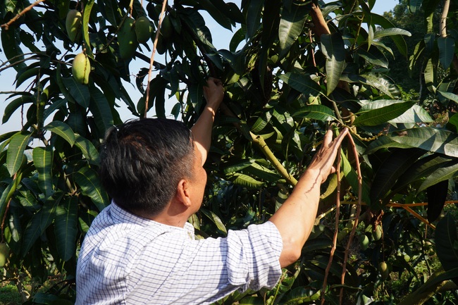 Vườn xoài trĩu quả vẫn đơm hoa, đàn ong mật rừng tìm về làm tổ dày đặc - Ảnh 8.