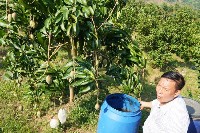 Vườn xoài trĩu quả vẫn đơm hoa, đàn ong mật rừng tìm về làm tổ dày đặc - Ảnh 6.