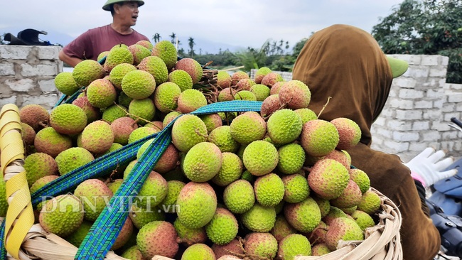 Hái 4000 tấn vải chín sớm Phương Nam, nông dân Quảng Ninh thu hàng chục tỷ đồng - Ảnh 2.