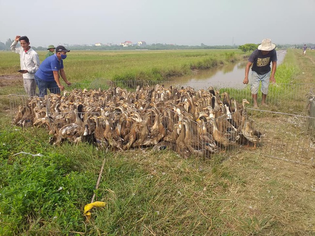 Giá cầm hôm nay 9/5: &quot;Vịt tươi, gà héo&quot;, bán chậm - Ảnh 1.