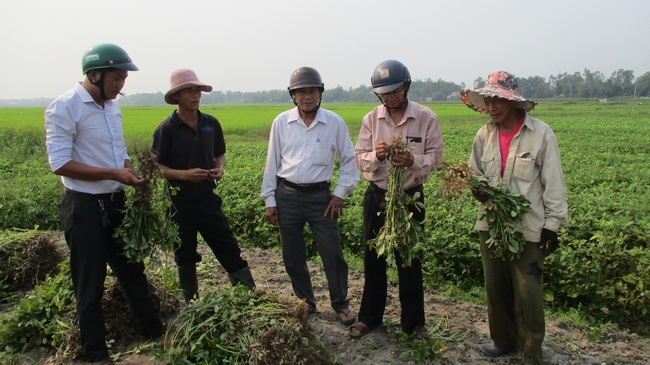Quảng Nam: Mô hình chuyển đổi cây trồng cho lợi nhuận tăng từ 20 - 30% so với sản xuất lúa - Ảnh 2.