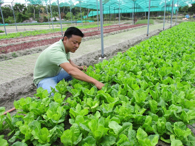 Quảng Nam: Mô hình chuyển đổi cây trồng cho lợi nhuận tăng từ 20 - 30% so với sản xuất lúa - Ảnh 1.