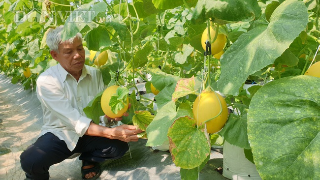 Thanh Hóa: U70 tập trồng dưa công nghệ cao, vụ đầu tiên bỏ túi gần 50 triệu đồng - Ảnh 3.