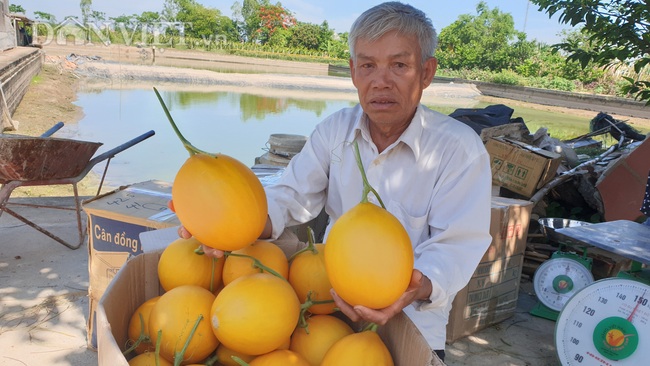 Thanh Hóa: U70 tập trồng dưa công nghệ cao, vụ đầu tiên bỏ túi gần 50 triệu đồng - Ảnh 4.