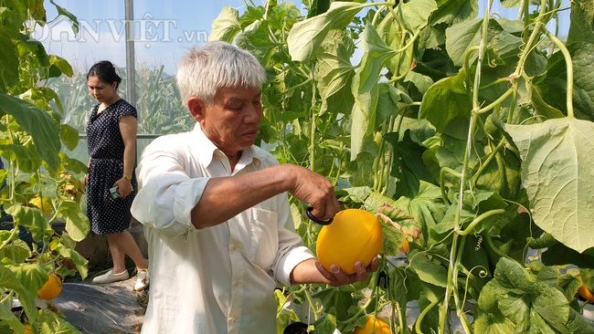 Thanh Hóa: U70 tập trồng dưa công nghệ cao, vụ đầu tiên bỏ túi gần 50 triệu đồng - Ảnh 5.