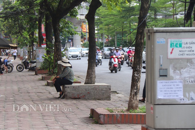 Hà Nội: Cây xanh ven đường đang bị 'bóp cổ' bằng xi măng, bê tông - Ảnh 1.