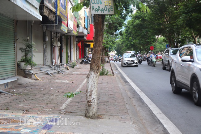 Hà Nội: Cây xanh ven đường đang bị 'bóp cổ' bằng xi măng, bê tông - Ảnh 7.