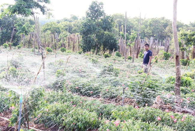 Tưởng làm ngược nhưng thu tiền tỷ giữa &quot;sóng gió&quot; giá nông sản - Ảnh 4.