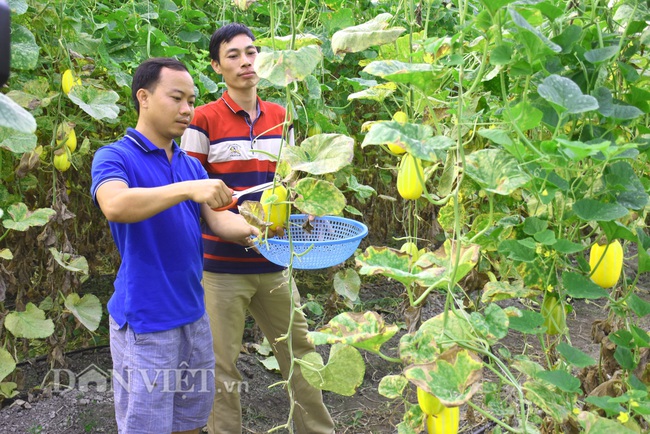 Yên Bái: Thạc sỹ trẻ làm nhà lưới trồng dưa Hàn Quốc đem lại hiệu quả kinh tế cao - Ảnh 3.