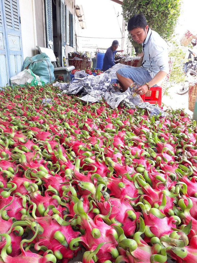 Nghịch lý: Nông dân hái bỏ thanh long để chống lỗ nặng - Ảnh 3.