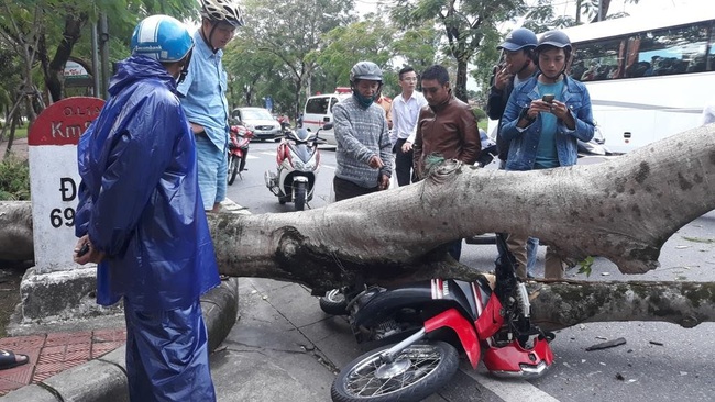 TT-Huế yêu cầu không được chặt hạ cây xanh tùy tiện   - Ảnh 2.