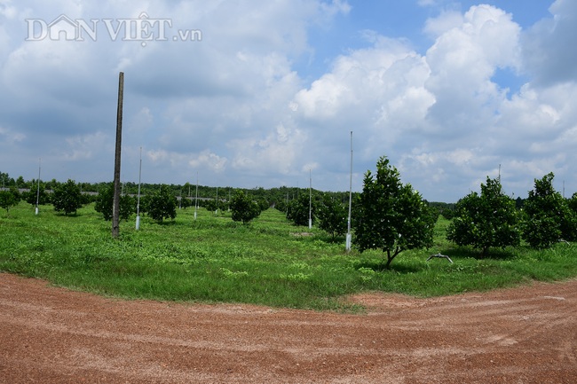 Vụ “toan tính “xóa sổ” dự án nông nghiệp” ở Bình Dương: Bộ Nội vụ vào cuộc - Ảnh 4.