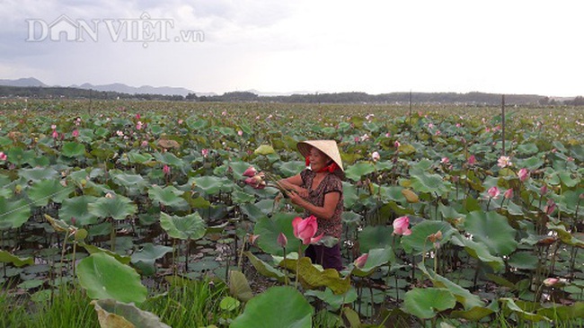 Cả làng trồng sen, bán hạt cũng lãi gấp đôi trồng lúa - Ảnh 3.