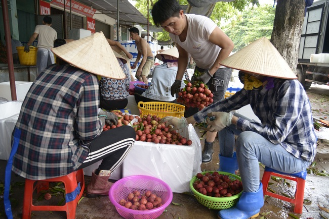 Xuất khẩu vải thiều đi Trung Quốc: Những cay đắng chưa kể - Ảnh 4.