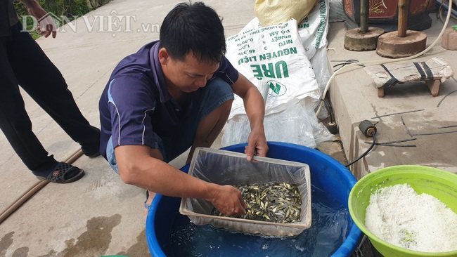 Nam Định: Kĩ sư bỏ phố về quê nuôi cá khổng lồ, bỏ túi hơn nửa tỷ mỗi năm - Ảnh 4.