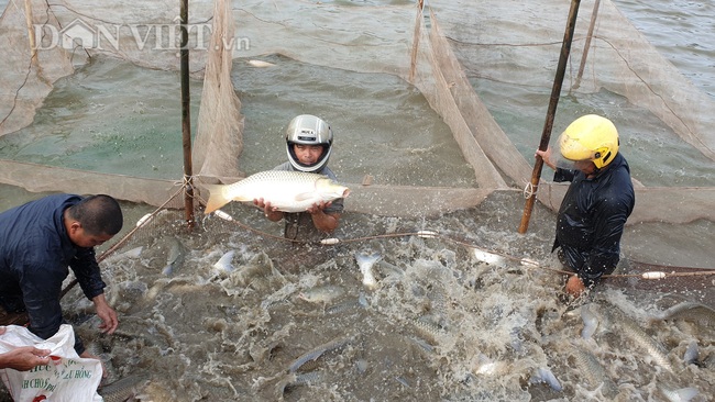 Nam Định: Kĩ sư bỏ phố về quê nuôi cá khổng lồ, bỏ túi hơn nửa tỷ mỗi năm - Ảnh 2.